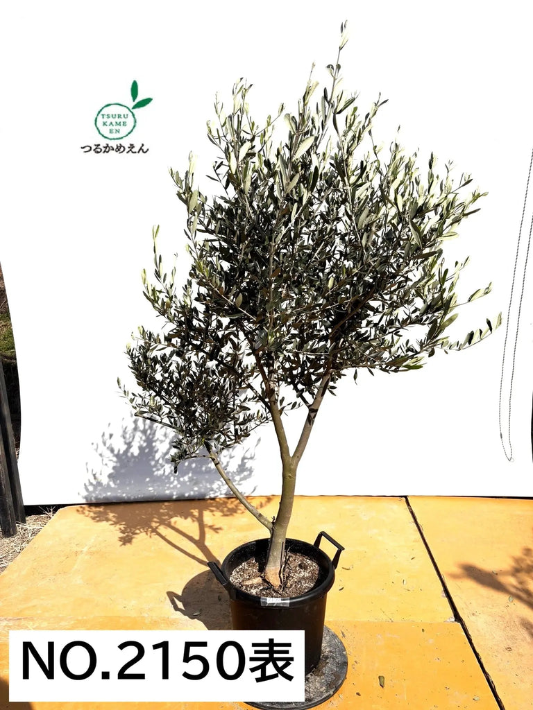 NEWルッカ（オリーブの木）｜XLサイズ｜No.2150｜約170cm｜人気・寒冷