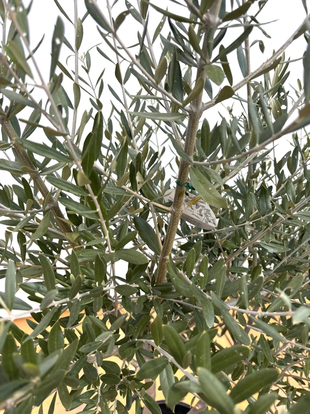 NEWコラチナ（オリーブの木）｜XLサイズ｜NO.2118｜約180cm｜人気