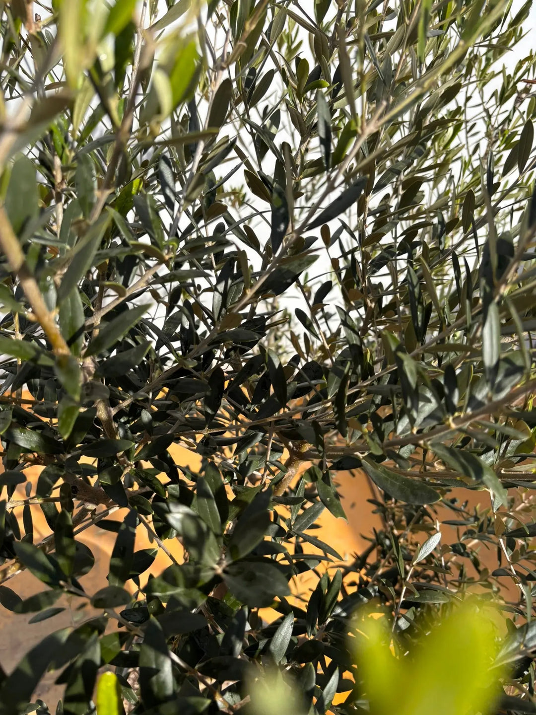 NEWネバディロブランコ（オリーブの木）｜XLサイズ｜NO.2134｜約140cm