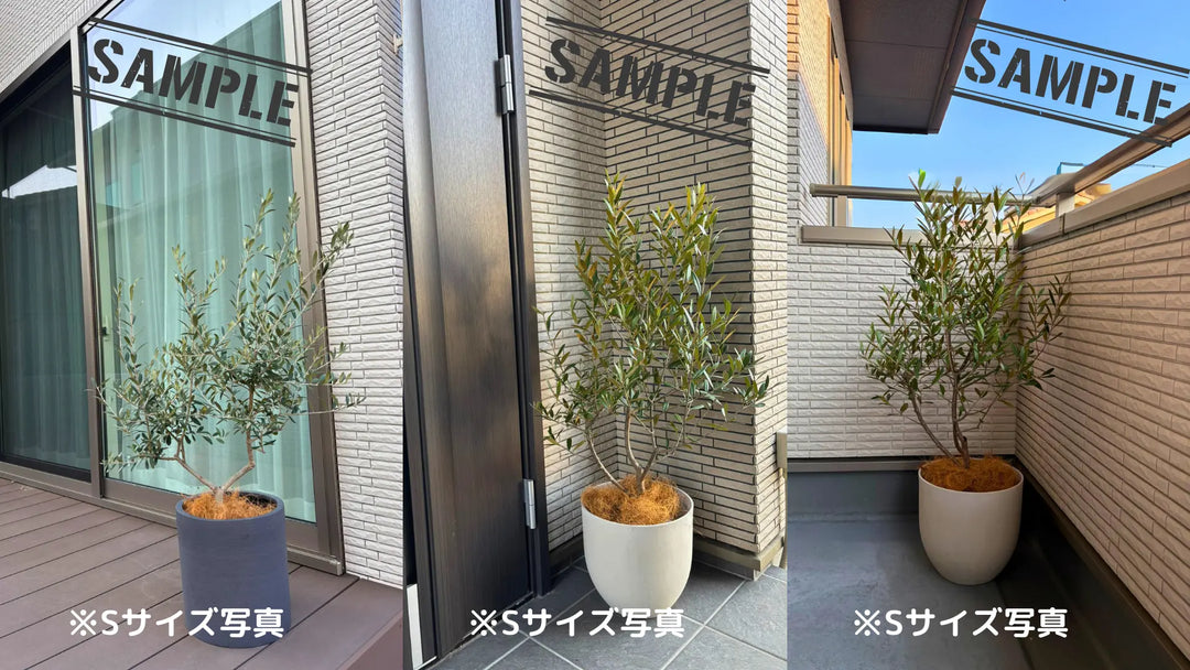 NEWネバディロブランコ（オリーブの木）｜XLサイズ｜NO.2131｜約190cm