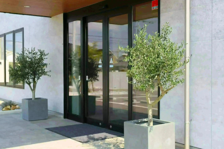 法人限定】ルッカ（オリーブの木）｜XL｜NO.1888｜約200cm｜人気・寒冷