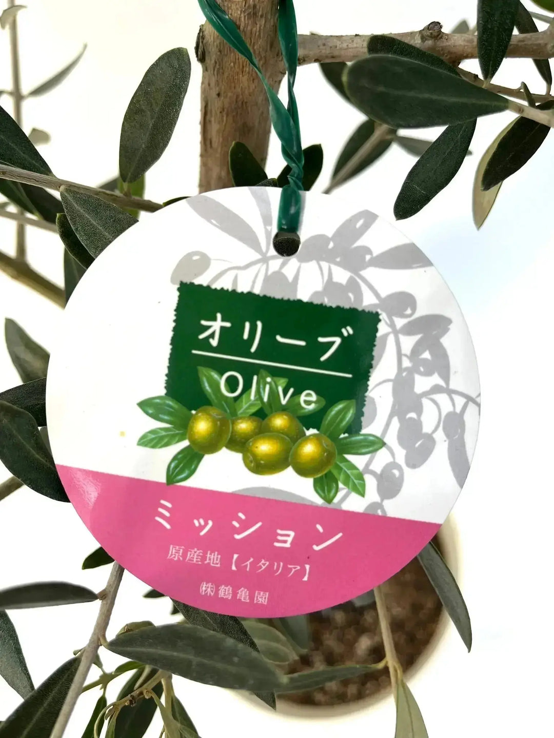 人気・直立型】ミッション（オリーブの木）〈シンボル向き〉｜155cm｜M