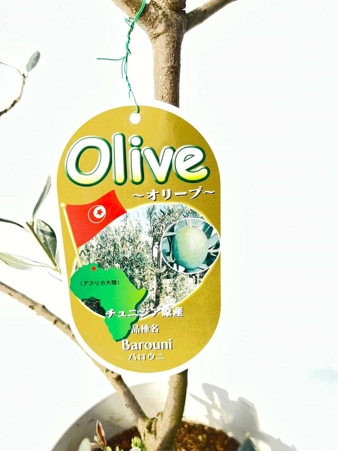 バロウニ XSサイズ 約70cm K-125 オリーブの木 希少品種 - 株式会社鶴亀園