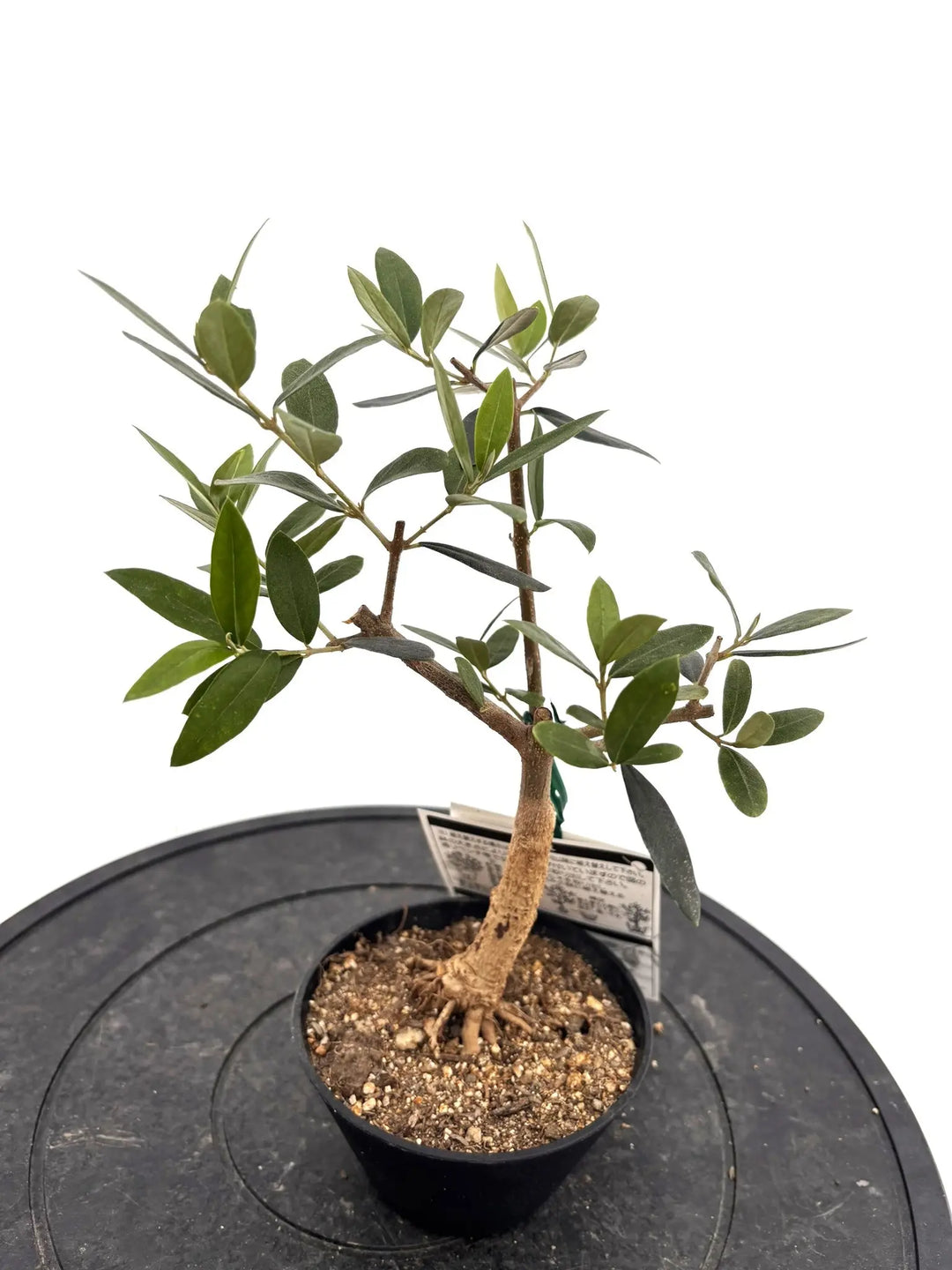 オリーブの木（全商品）｜写真の木をそのままお届け［現品販売］｜鶴亀