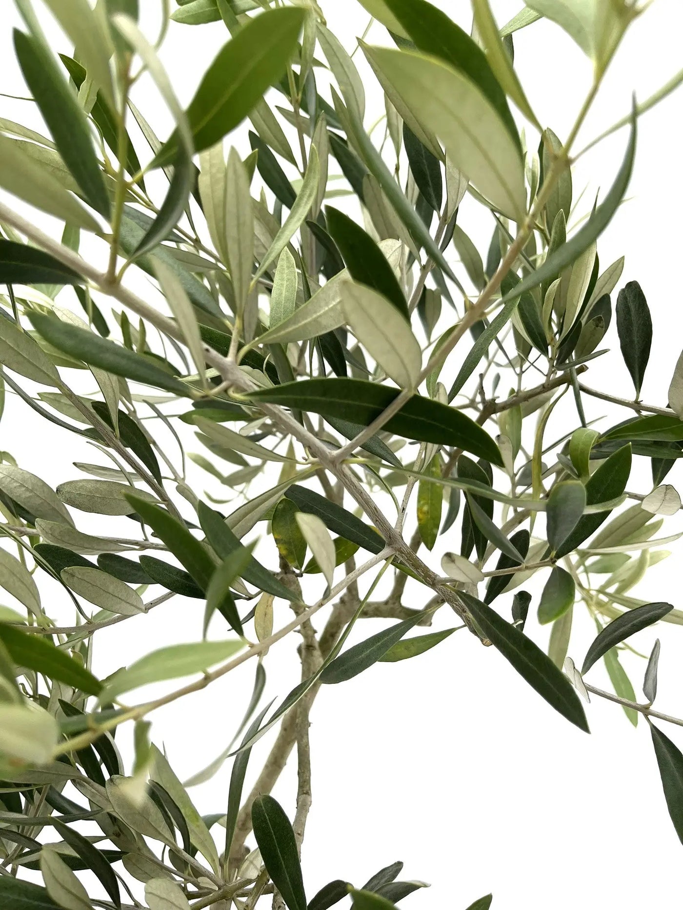 希少・特大実】ジャンボカラマタ（オリーブの木）〈直立型〉｜160cm｜M