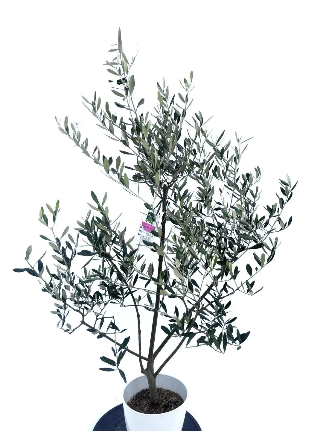 ミッション Sサイズ 約135cm NO.10476 オリーブの木 - 株式会社鶴亀園