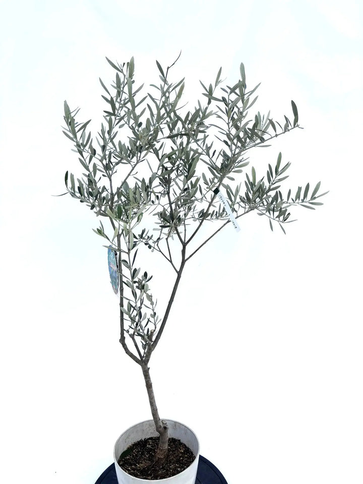アメリカン Sサイズ 約120cm NO.10419 オリーブの木 - 株式会社鶴亀園
