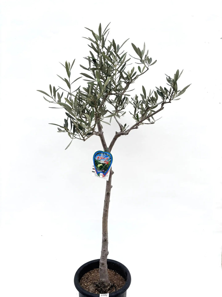 ブラックイタリアン Mサイズ 約130cm K100 オリーブの木 希少品種