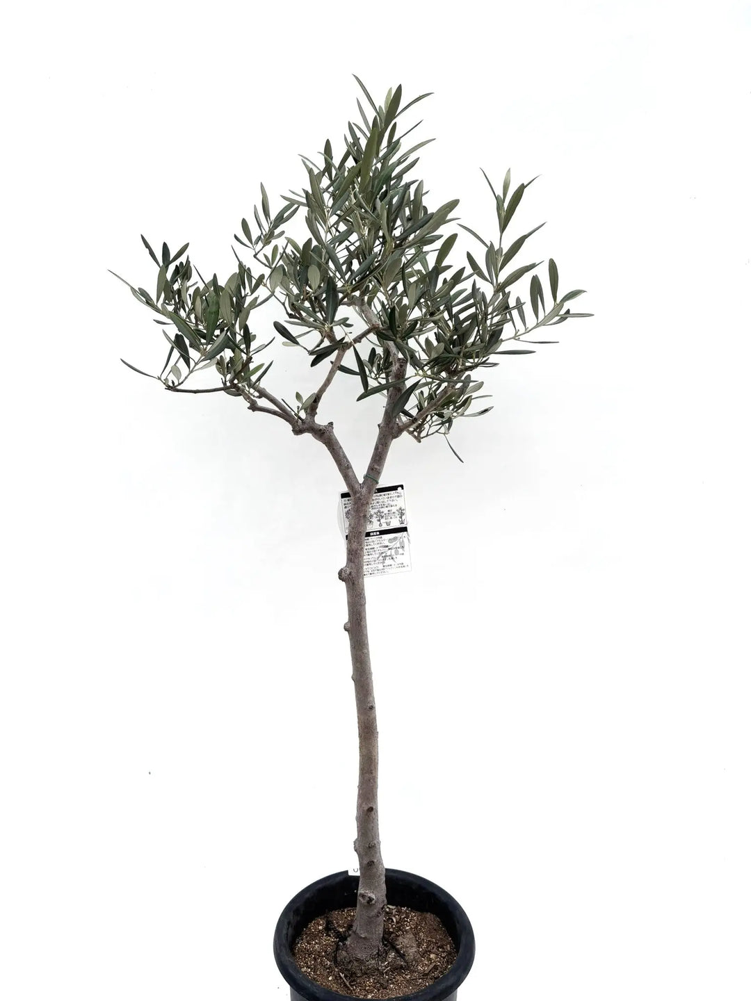 ブラックイタリアン Mサイズ 約130cm K100 オリーブの木 希少品種