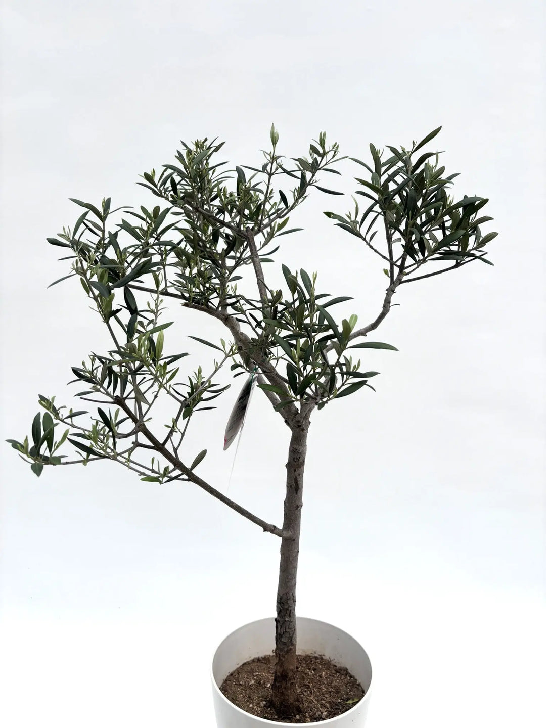 人気・直立型・室内OK】エルグレコ（オリーブの木）〈開帳型〉｜90cm