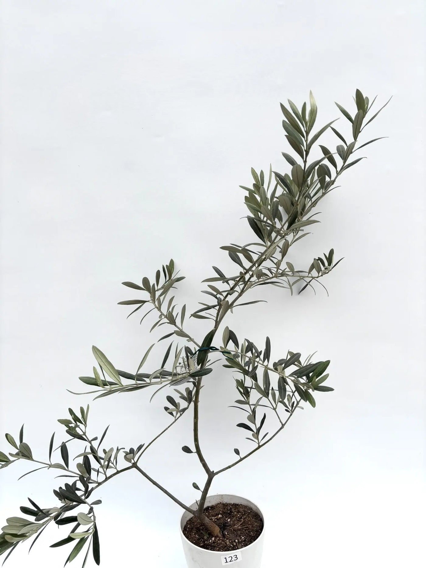 希少】タラスコア（オリーブの木）〈観葉植物〉｜約100cm｜XSサイズ｜K