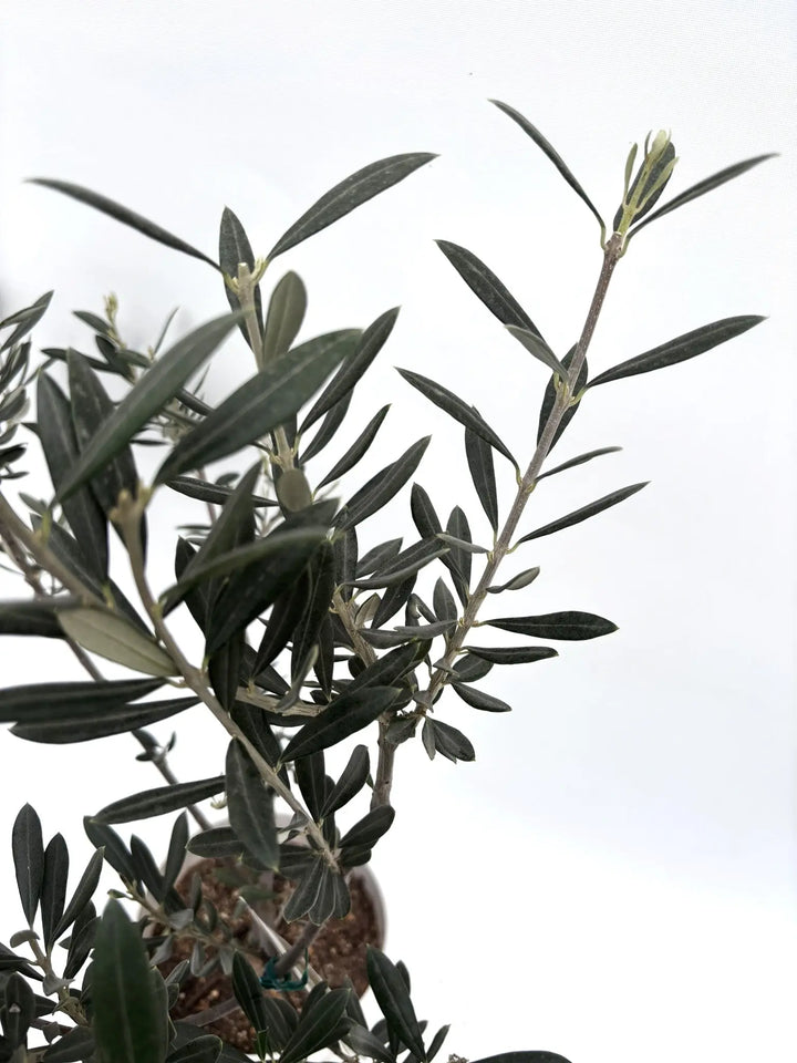 バロウニ XSサイズ 約70cm K-125 オリーブの木 希少品種 - 株式会社鶴亀園