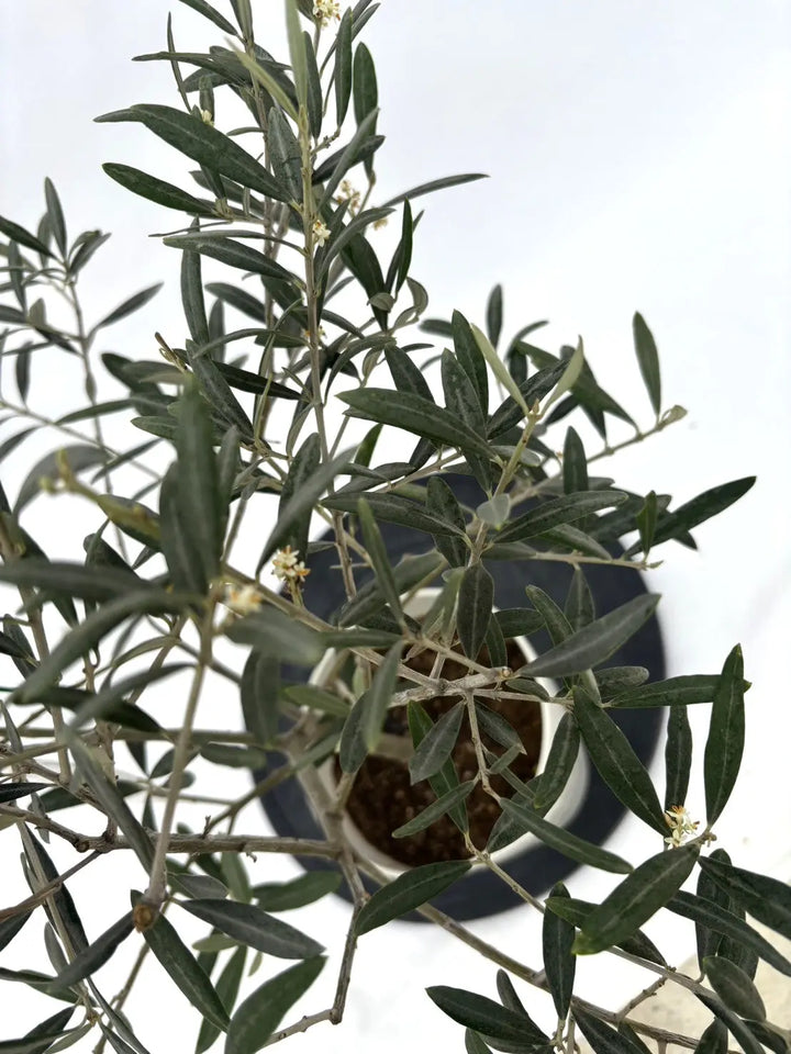 希少】タラスコア（オリーブの木）〈観葉植物〉｜約70cm｜XSサイズ｜K