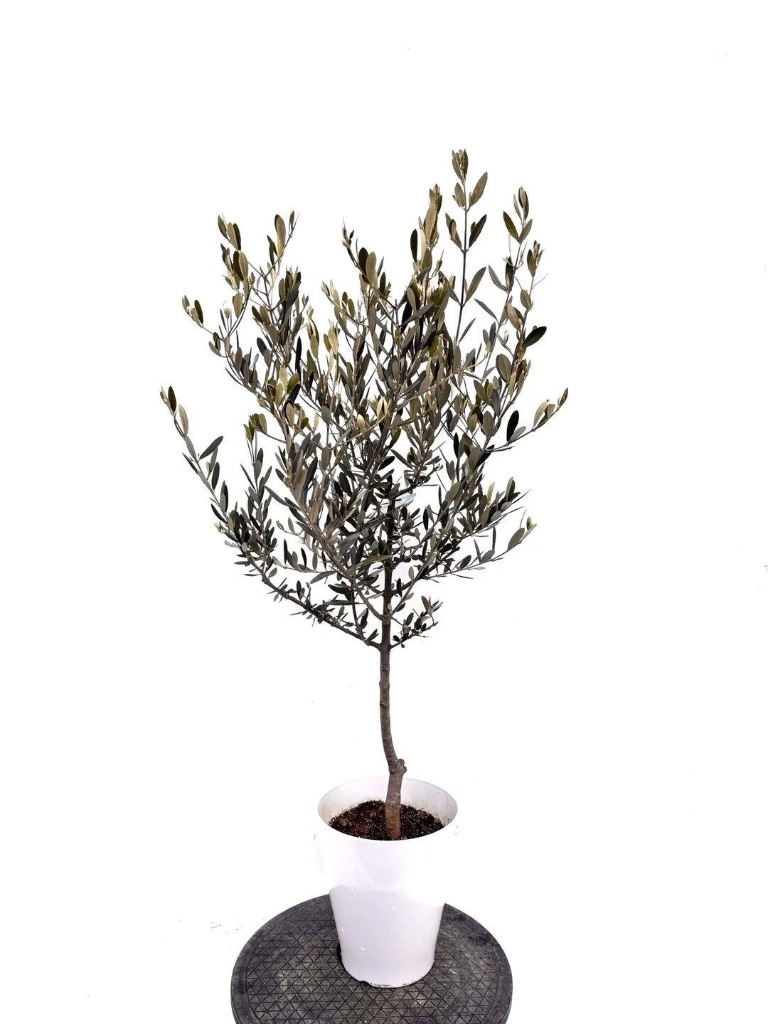 オリーブの木 アメリカン 7号 約110cm K-294 希少品種 現品掲載 NEW