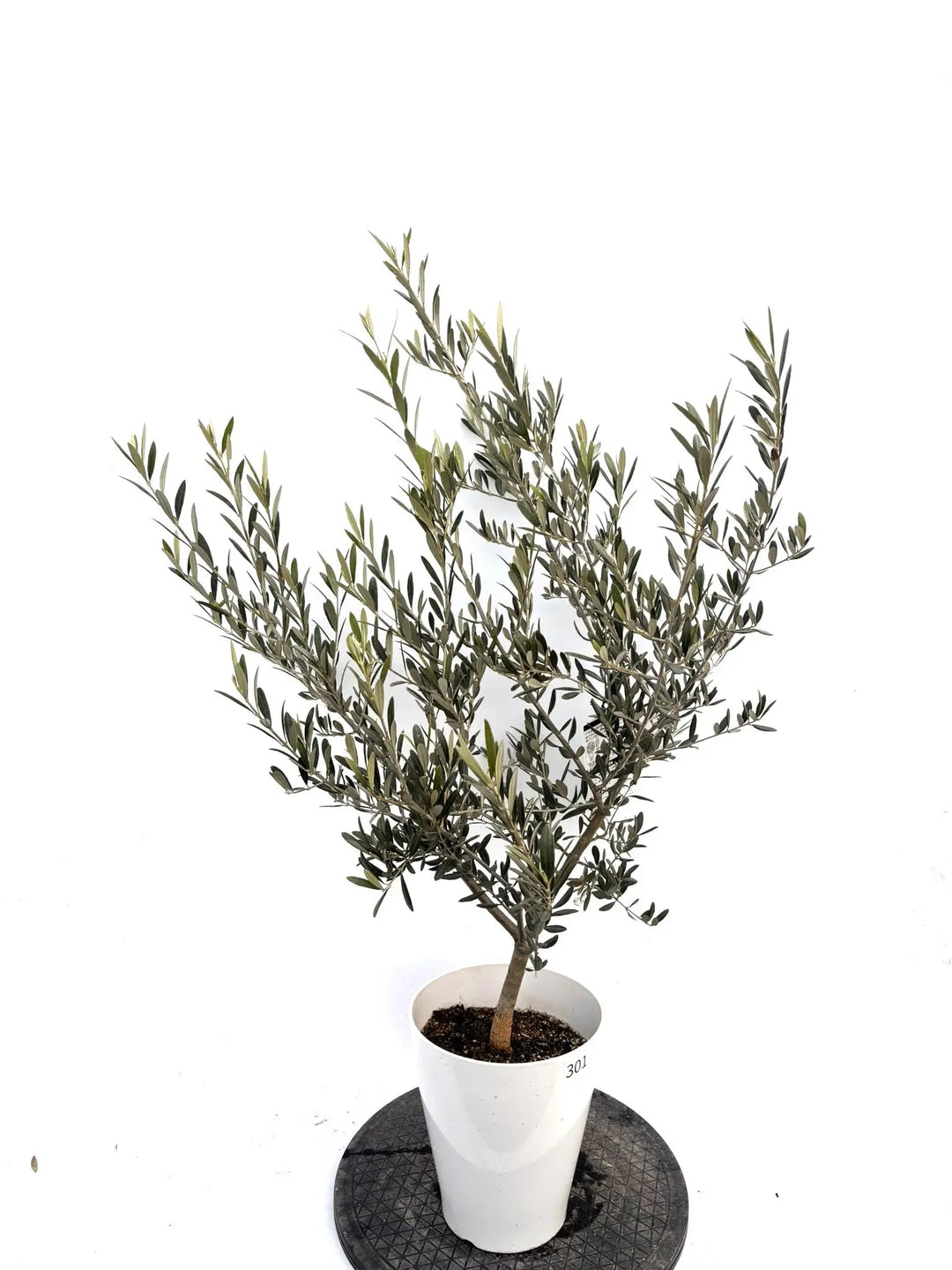 NEWタラスコア（オリーブの木）｜Sサイズ｜K-301｜約110cm｜希少