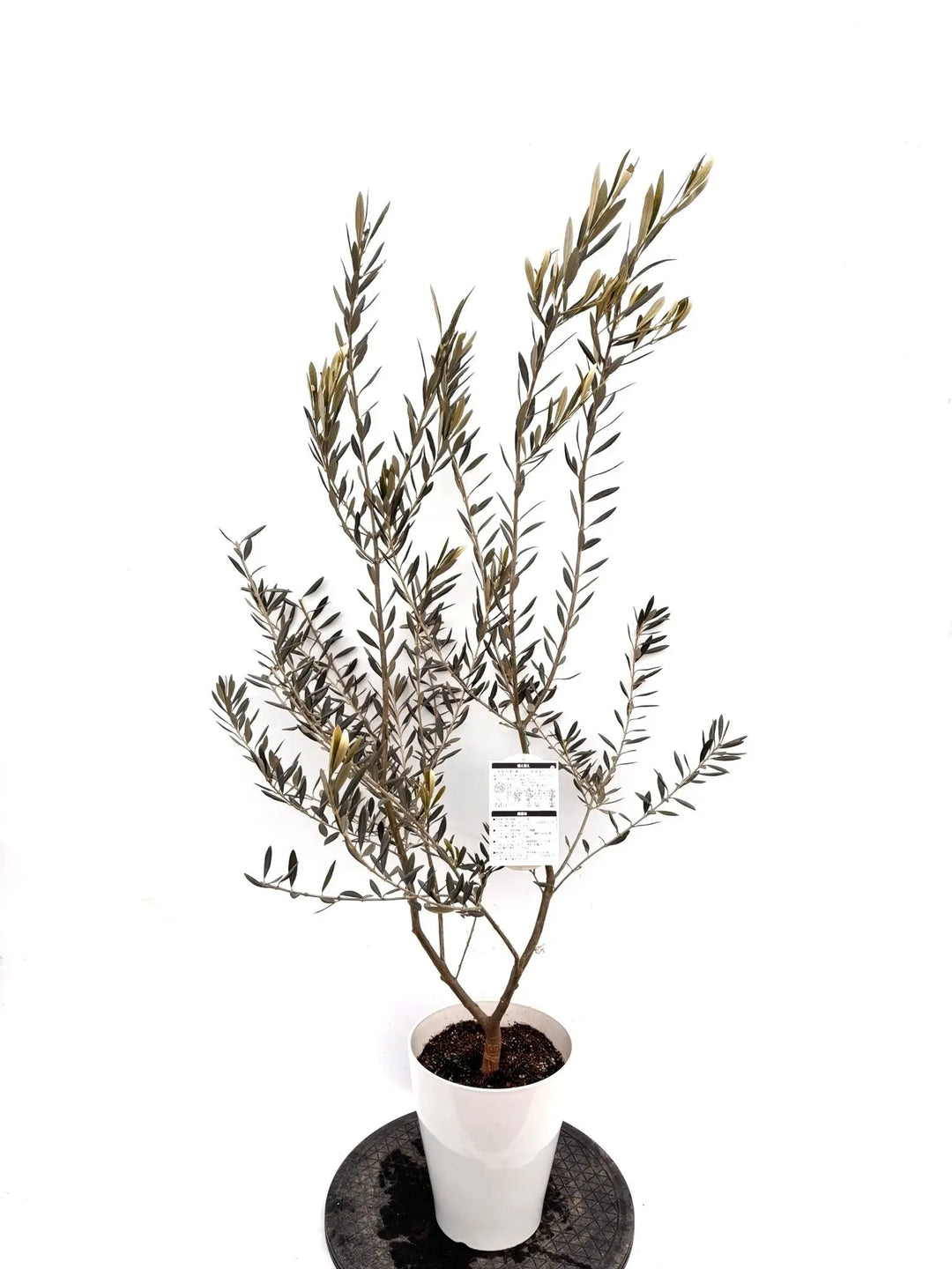 NEWバロウニ（オリーブの木）｜Sサイズ｜K-306｜約130cm｜希少・大実