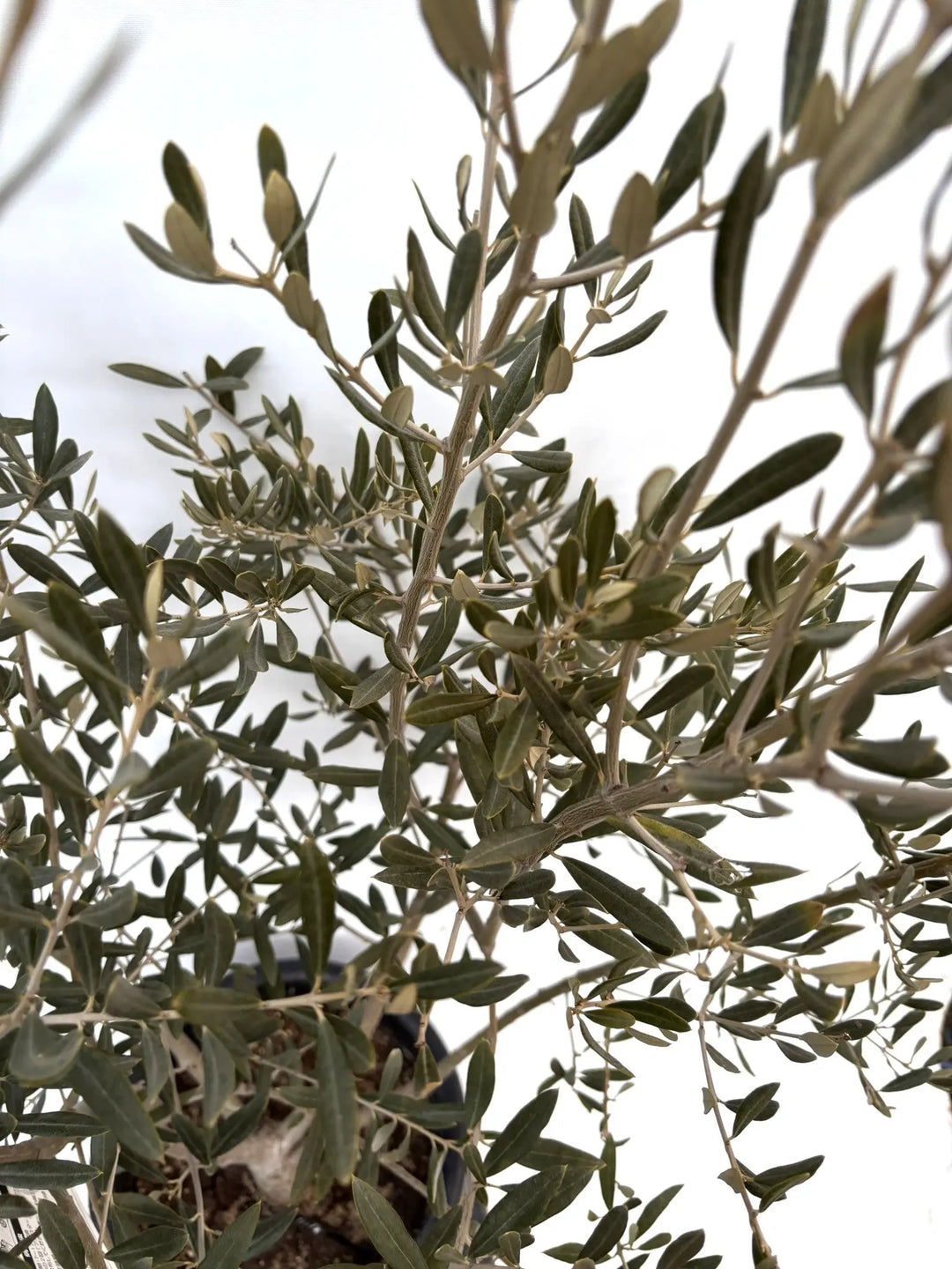 オリーブの木 アメリカン 10号 約180cm K-335 希少品種 現品掲載 NEW