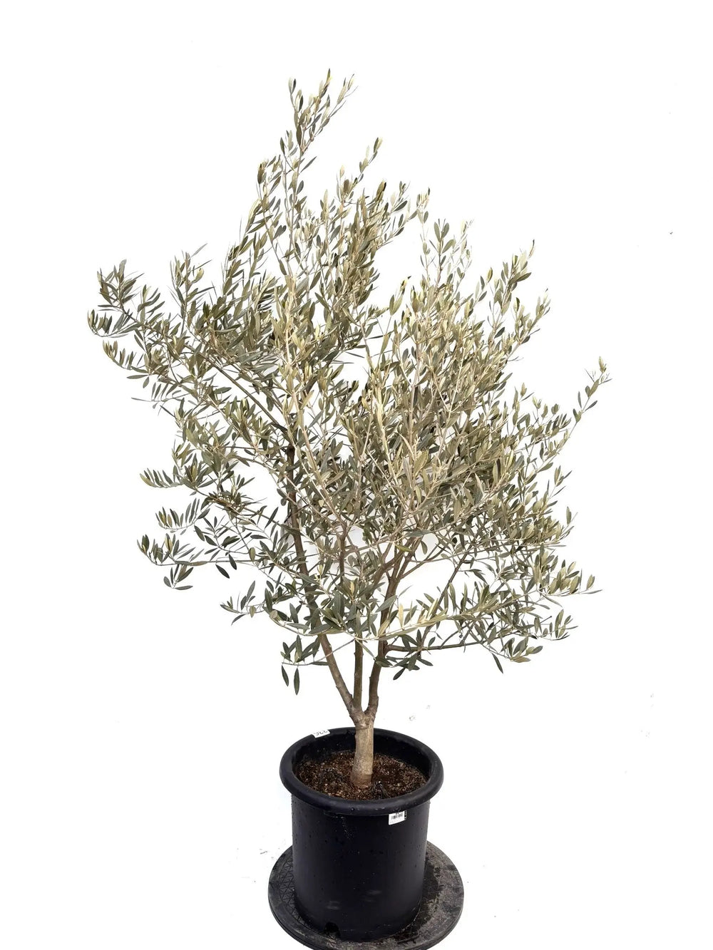 希少品種 - 株式会社鶴亀園