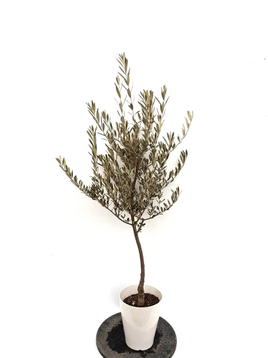 NEWセントキャサリン（オリーブの木）｜Sサイズ｜K-342｜約130cm｜希少