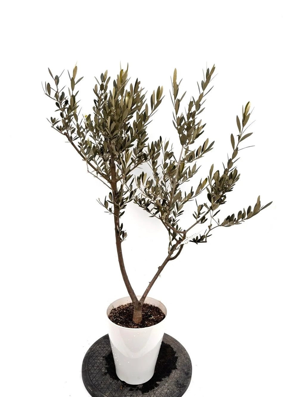 オリーブの木（全商品）｜写真の木をそのままお届け［現品販売］｜鶴亀