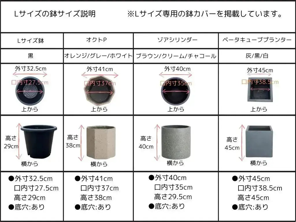 希少】タラスコア（オリーブの木）〈観葉植物〉｜約160cm｜Lサイズ｜K