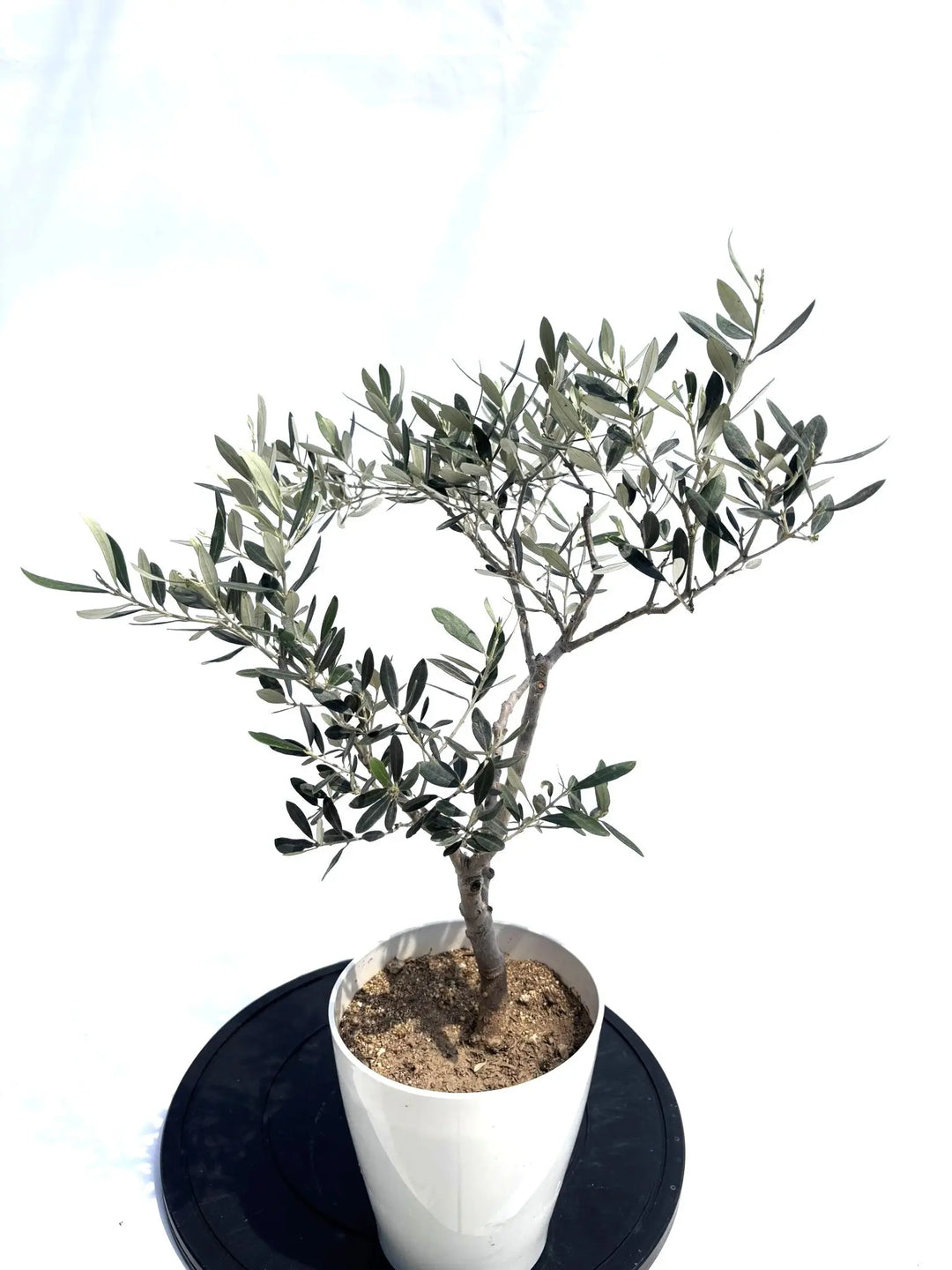 アメリカン XSサイズ 約60cm NO.10503 オリーブの木 希少品種 - 株式