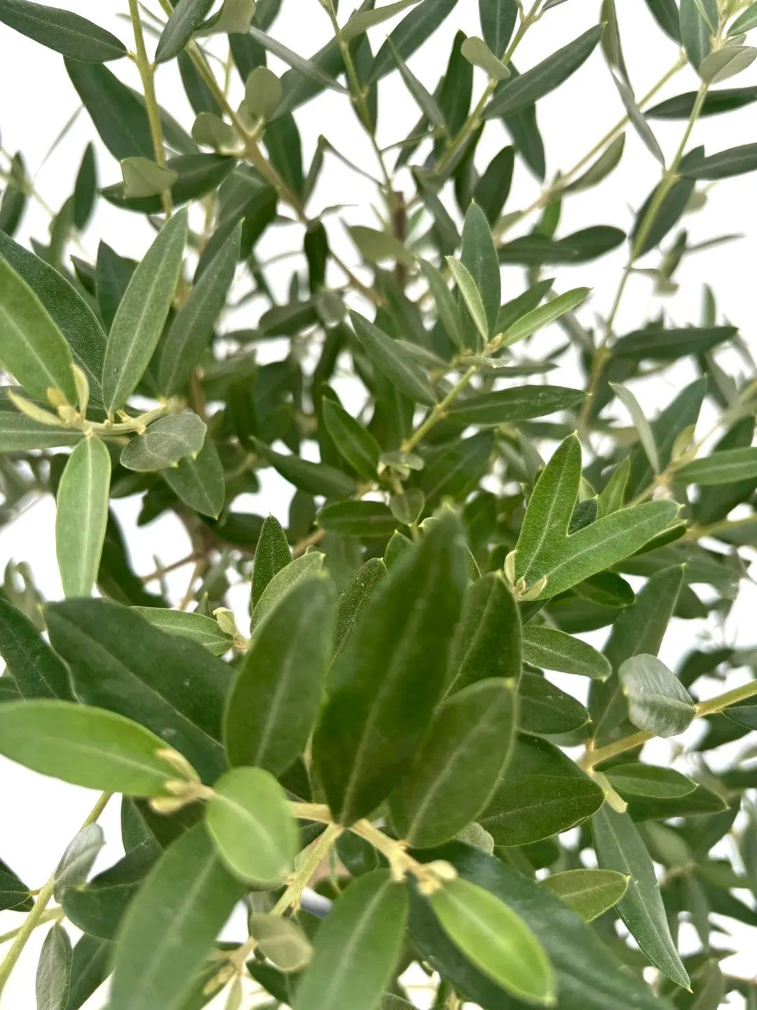 人気・銀葉】レッチーノ（オリーブの木）〈シンボル向き〉｜100cm｜S