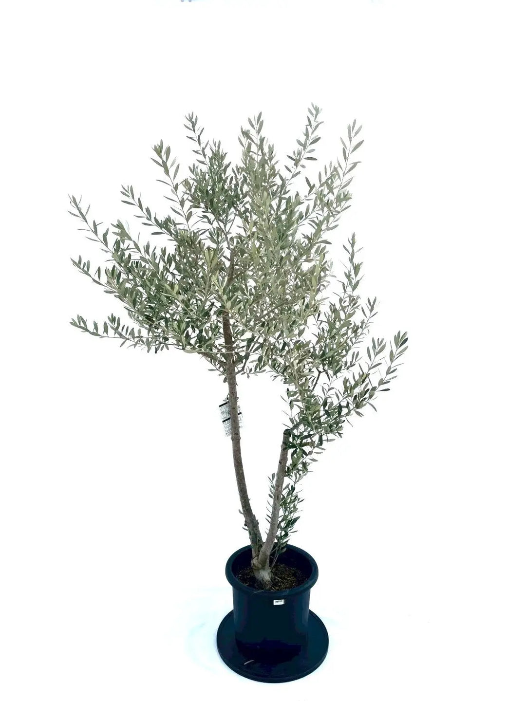 オリーブの木 シプレシーノ 盆栽風 8号 約40cm 現品販売 オリーブの木