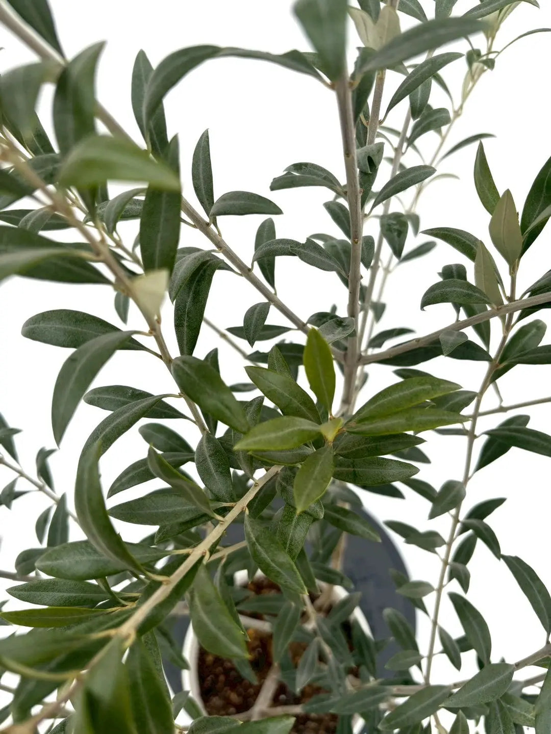 NEWセントキャサリン（オリーブの木）｜Sサイズ｜NO.10927｜約115cm