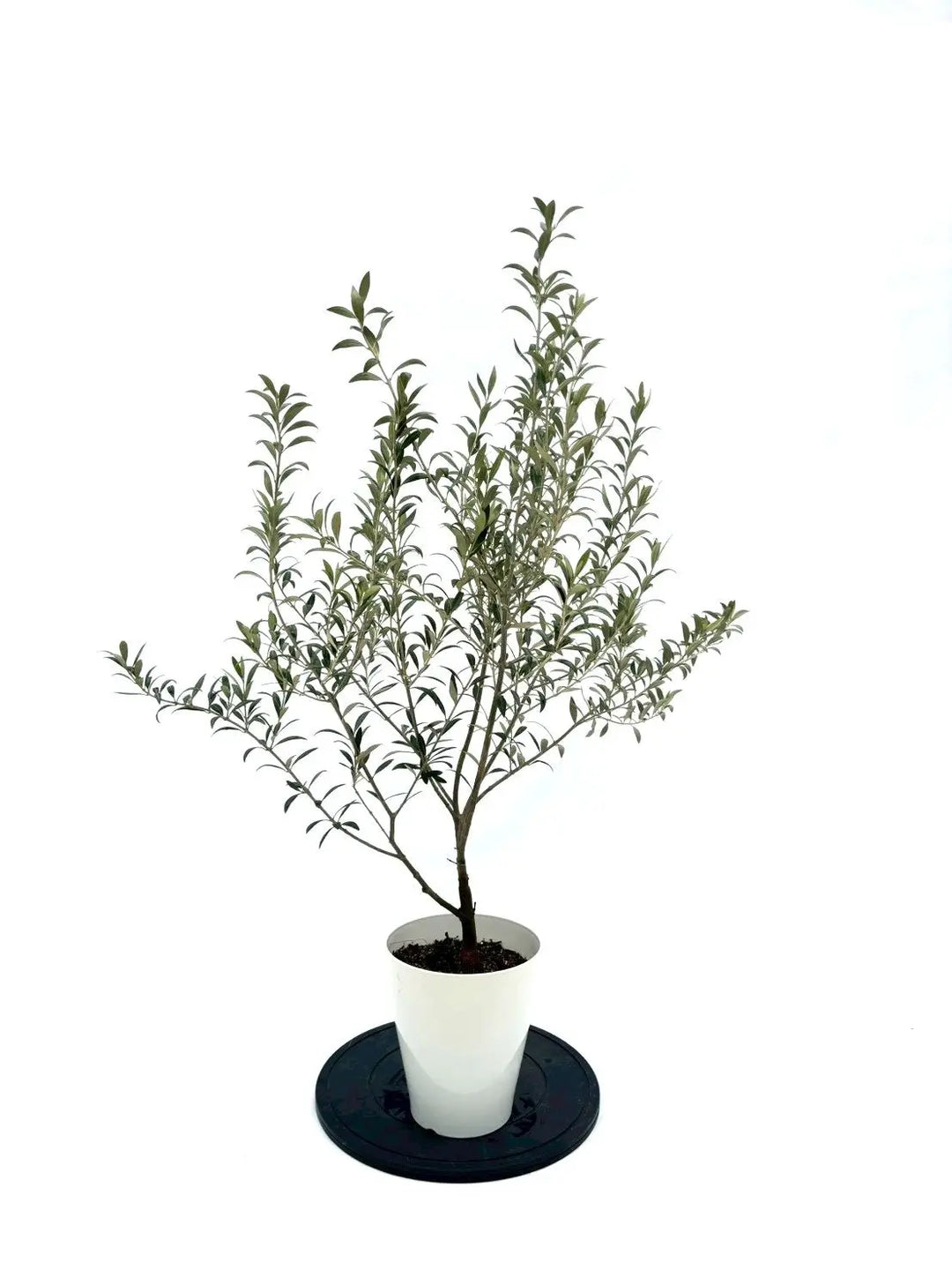 希少品種 - 株式会社鶴亀園