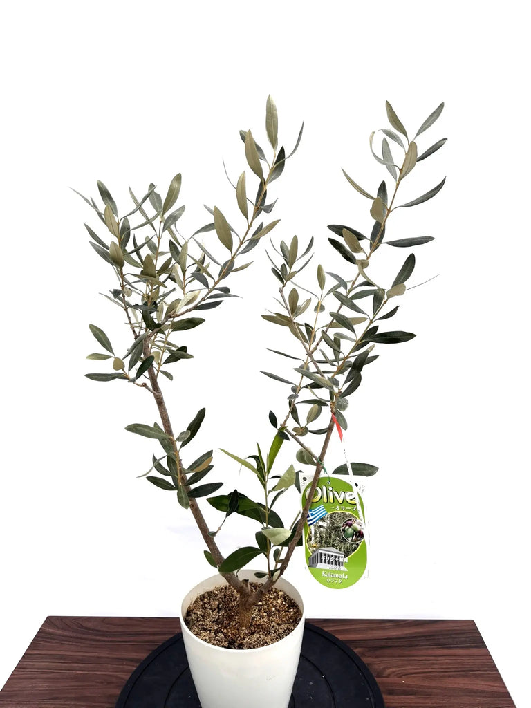 NEWカラマタ（オリーブの木）｜XSサイズ｜NO.10813｜約100cm｜希少