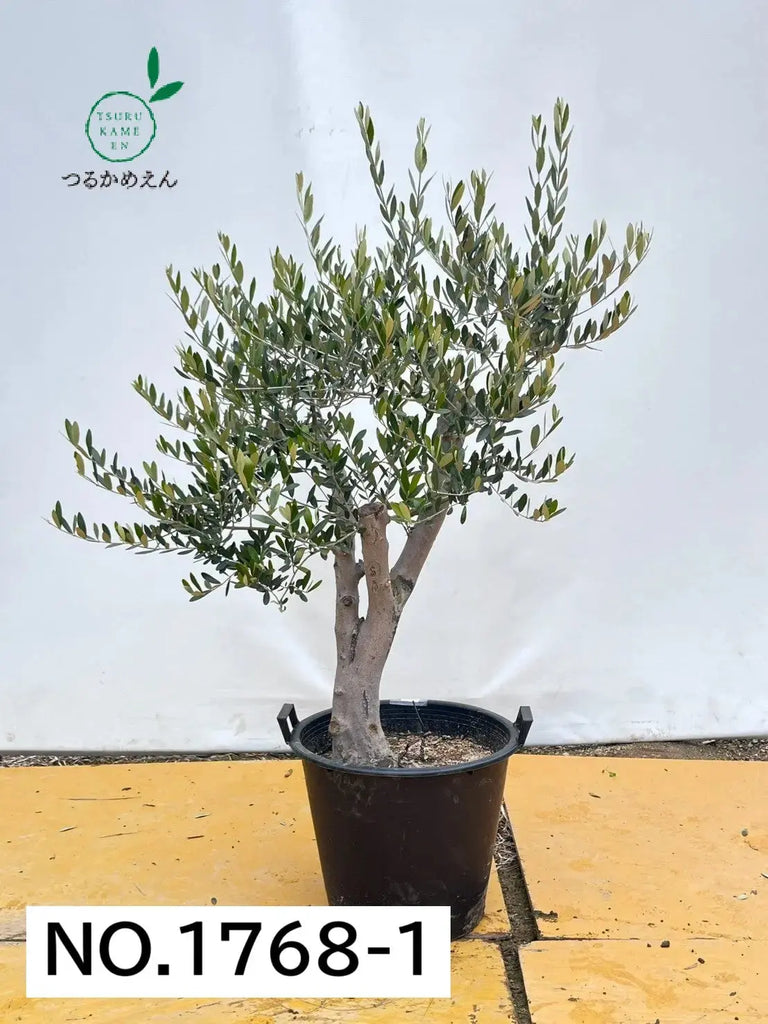 オリーブの木 アメリカン 7号 約110cm K-294 希少品種 現品掲載 NEW