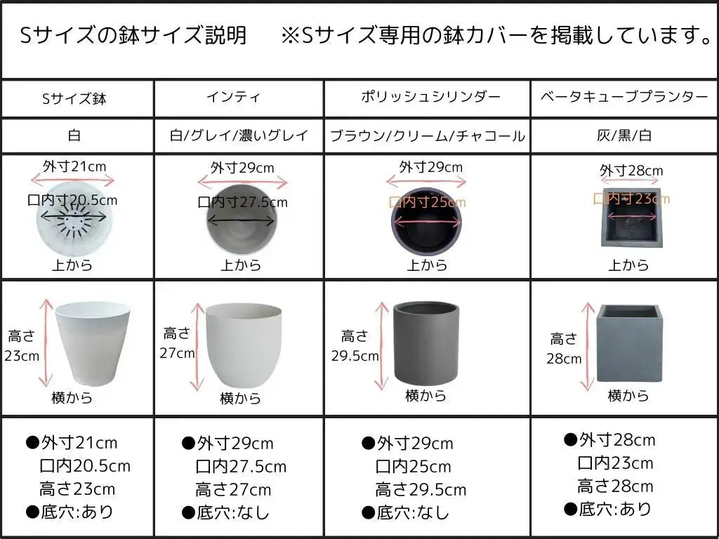 NEWタラスコア（オリーブの木）｜Sサイズ｜K-301｜約110cm｜希少