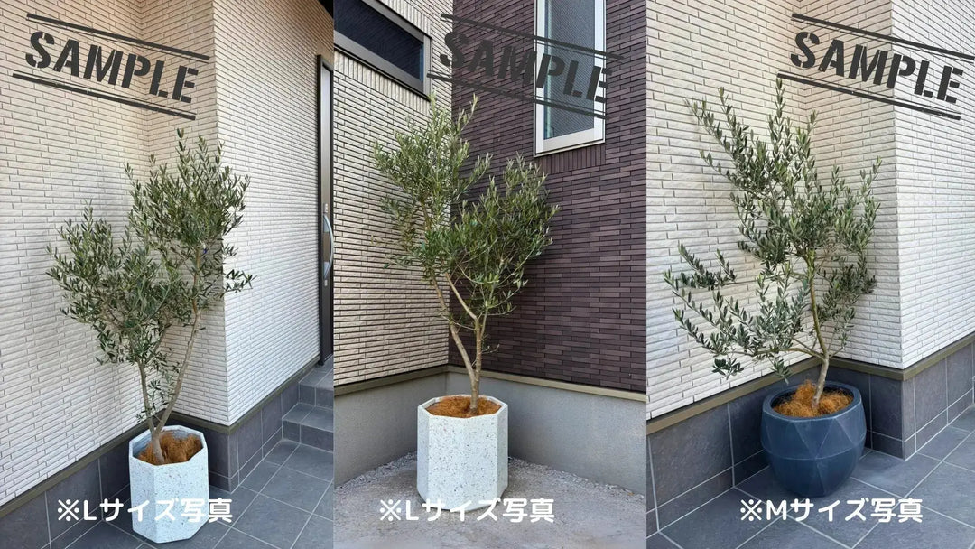 ワンセブンセブン Mサイズ 約100cm K-198 オリーブの木 - 株式会社鶴亀園