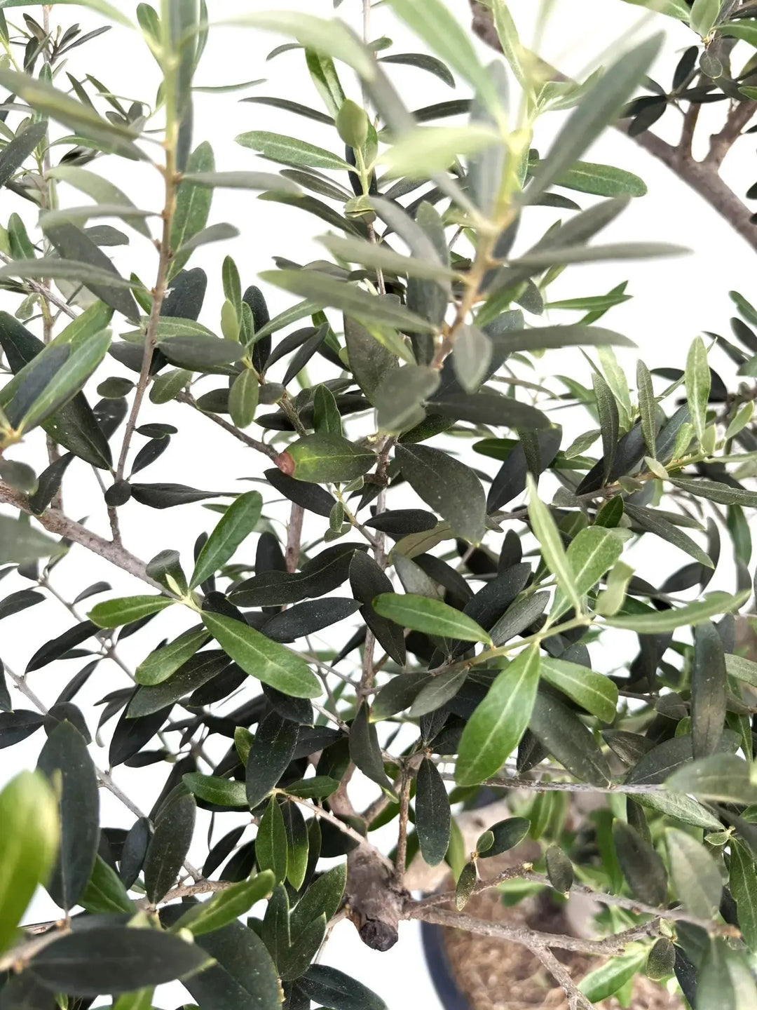 ネバディロブランコ Lサイズ 約140cm K-163 オリーブの木 人気品種