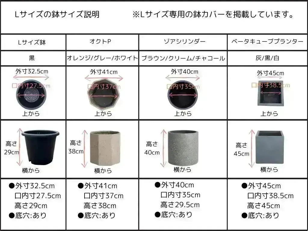 ミッション Lサイズ 約220cm K-171 オリーブの木 人気品種 - 株式会社