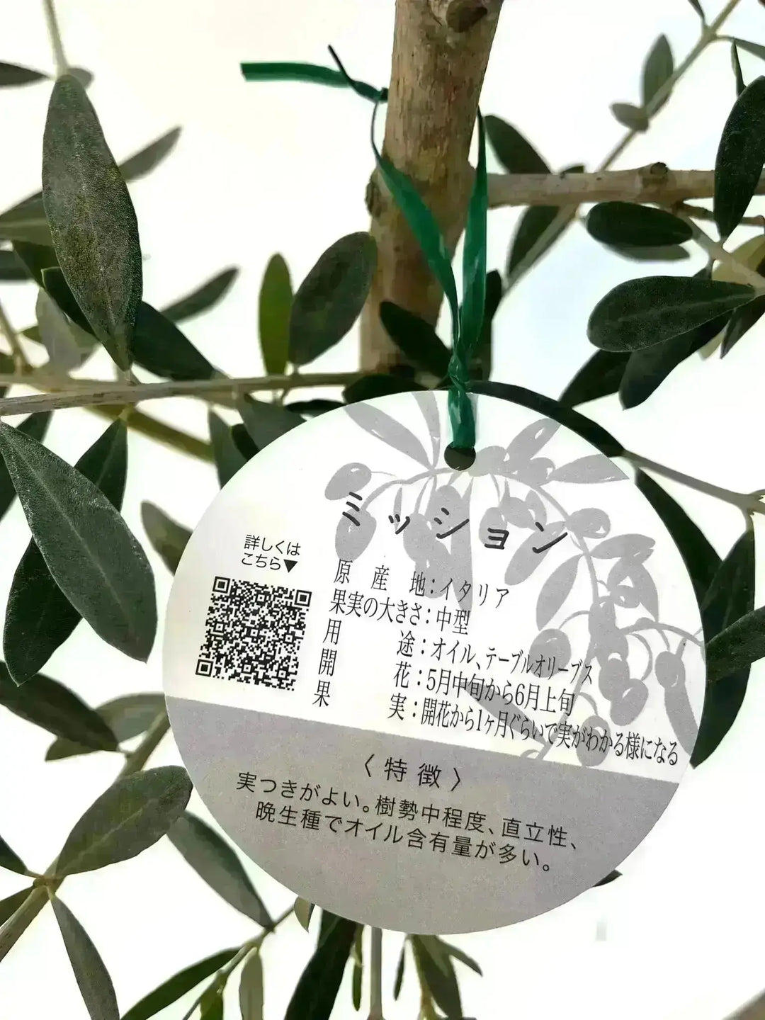 NEWミッション（オリーブの木）｜大型商品｜NO.1923 ｜約200cm｜人気