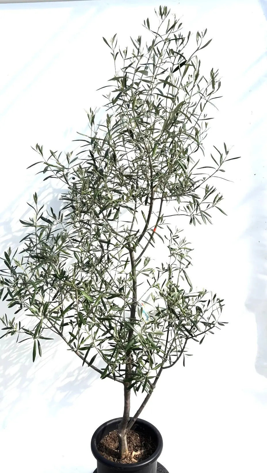 人気・直立型】コラチナ（オリーブの木）〈シンボル向き〉｜200cm｜L