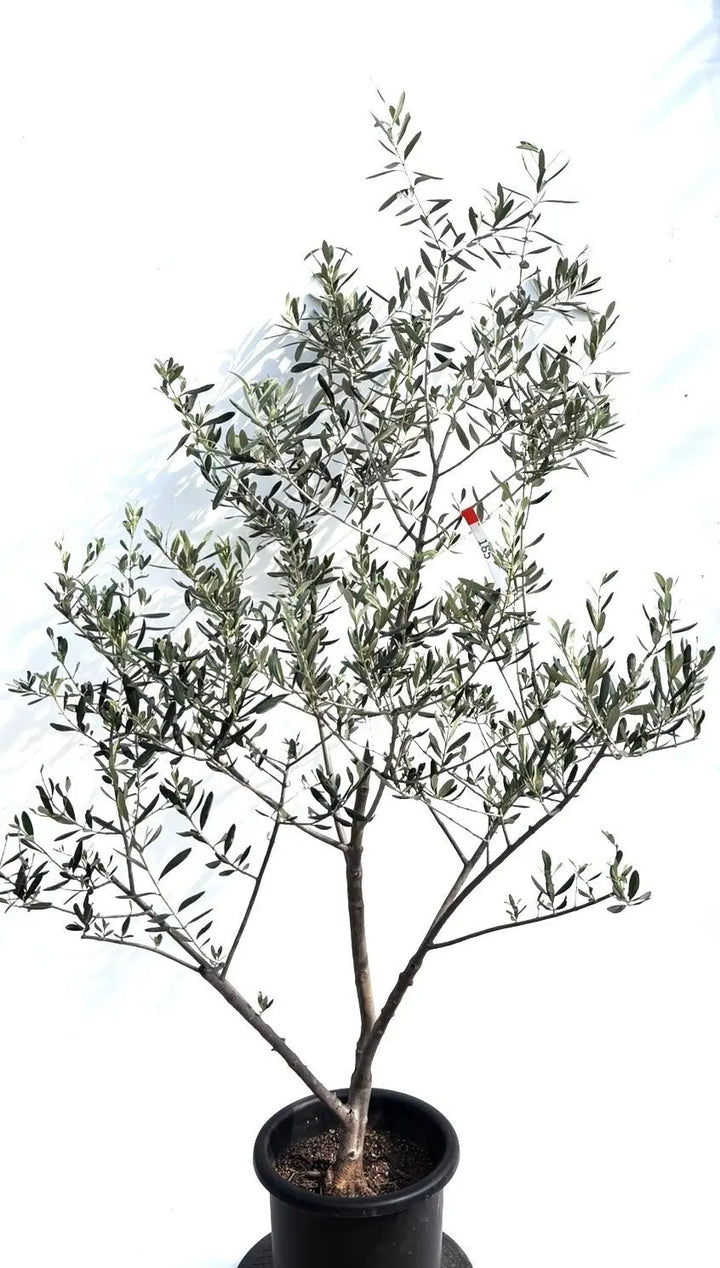 寒さに強い・開帳型】コレッジョラ（オリーブの木）〈病害虫に強い