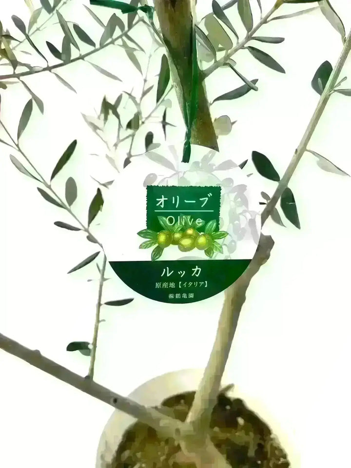 NEW【人気・寒冷地OK】ルッカ（オリーブの木）〈大型商品〉｜約140cm