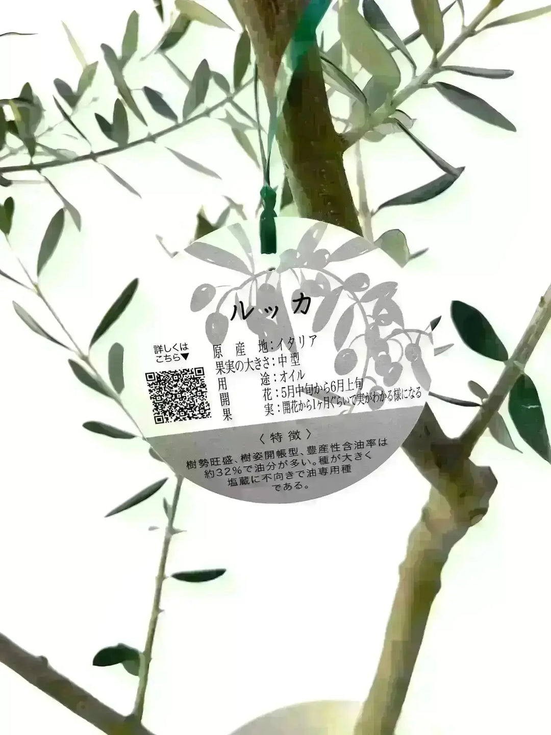 NEWルッカ（オリーブの木）｜XLサイズ｜No.2003｜約140cm｜人気・寒冷