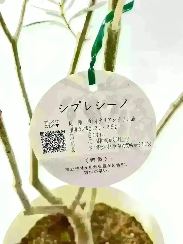 NEWシプレシーノ（オリーブの木）｜大型商品｜NO.1954｜約170cm｜人気