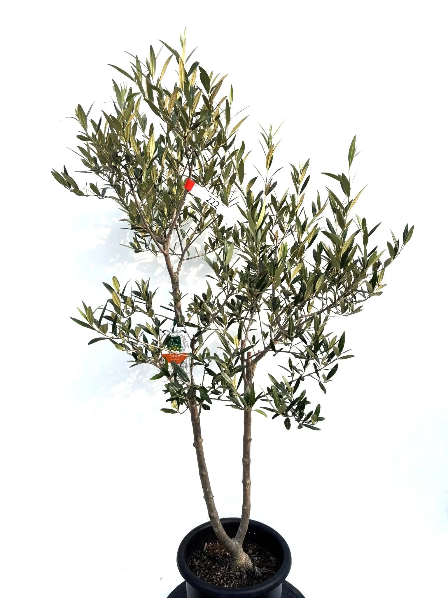 初心者向き・直立型】ひなかぜ（オリーブの木）〈目隠し〉｜約130cm｜M