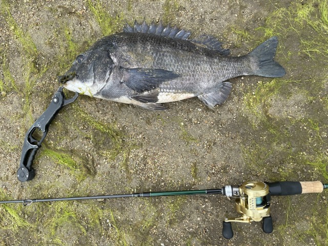 サビア67UL】チニングやライトロックに使ったインプレを紹介！！