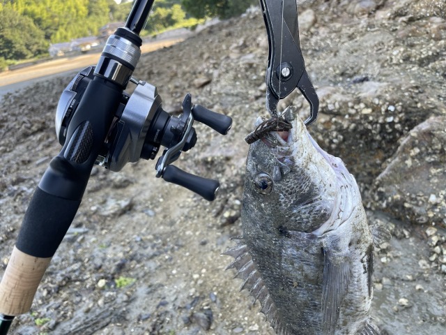 サビア67UL】チニングやライトロックに使ったインプレを紹介！！