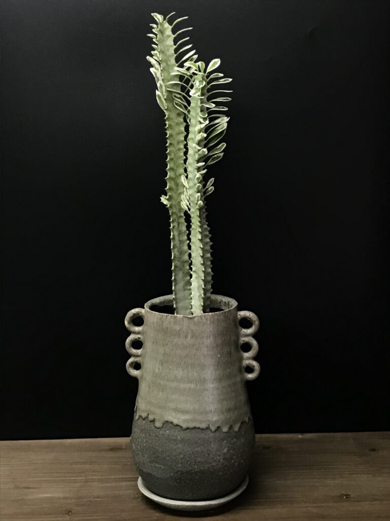 ユーフォルビア・トリゴナ - 雨読堂 -UDOKUDO- 観葉植物と鉢の