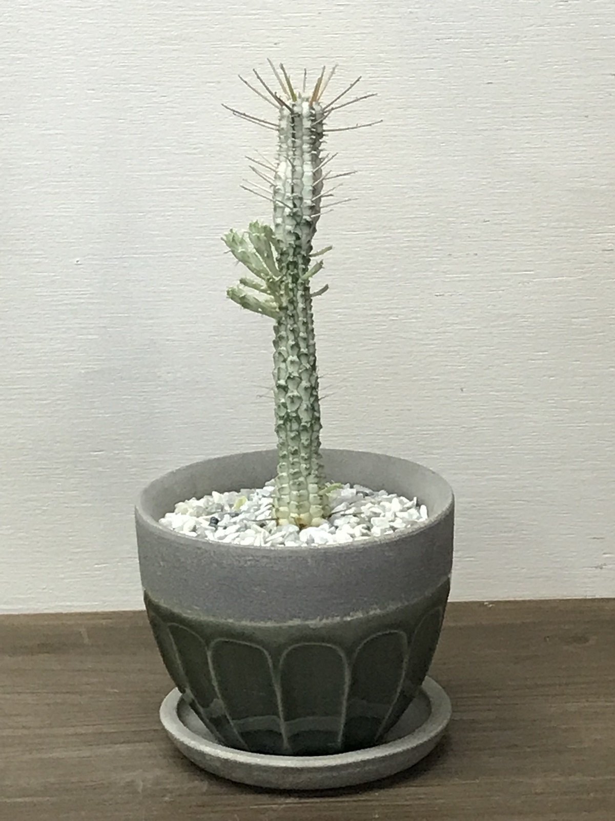 ユーフォルビア・白樺キリン+鉢セット - 雨読堂 -UDOKUDO- 観葉植物と