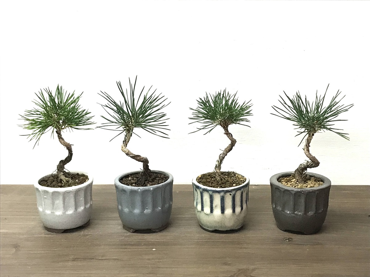 三河黒松 - 雨読堂 -UDOKUDO- 観葉植物と鉢のオンラインショップ