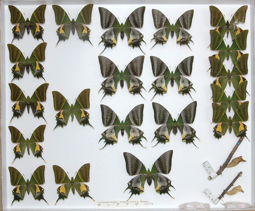 五十嵐邁コレクション昆虫目録1 - 東京大学総合研究博物館昆虫部門