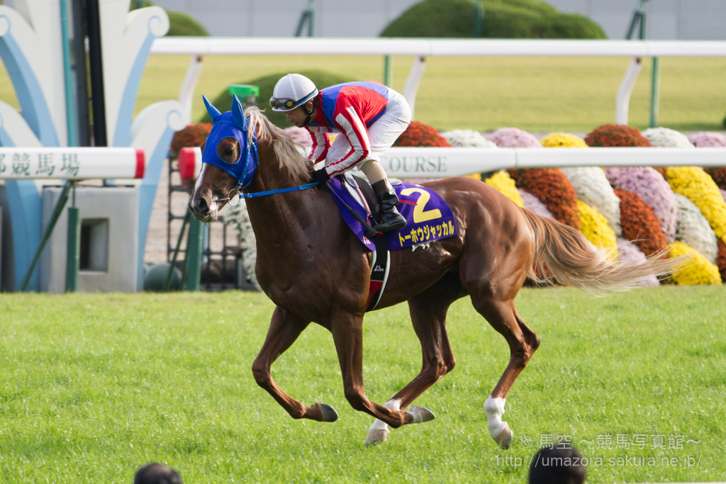 競馬写真】2014年 第75回菊花賞(GI) トーホウジャッカル